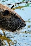 This is a beaver, because Scott Reid is the Director of Development at BeaverTails Canada Inc.